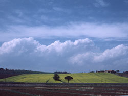 Field-in-Tuscany-1985-3-86-250x188